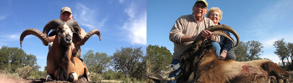 Trophy Boar Hunts