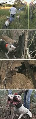 Dog on hogs 2