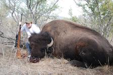American Bison Hunts with professional hunting guide Dan Moody Hunting Services in Texas