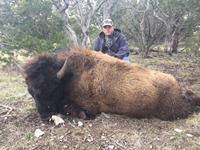 American Bison Hunts with professional hunting guide Dan Moody Hunting Services in Texas