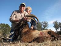 American Ibex Hunts with professional hunting guide Dan Moody Hunting Services in Texas