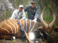 Bongo Hunts with professional hunting guide Dan Moody Hunting Services in Texas