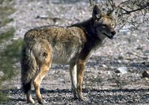 Coyote Hunts with professional hunting guide Dan Moody Hunting Services in Texas