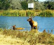 Elk Hunts with professional hunting guide Dan Moody Hunting Services in Texas