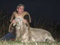 Four Horned Sheep Hunts with professional hunting guide Dan Moody Hunting Services in Texas