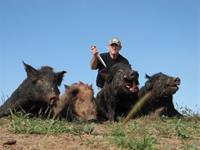 Wild Hog Hunts with professional hunting guide Dan Moody Hunting Services in Texas