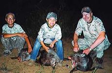 Javalina Hunts with professional hunting guide Dan Moody Hunting Services in Texas