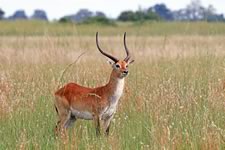 Lechwe Hunts with professional hunting guide Dan Moody Hunting Services in Texas
