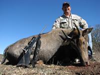 Nilgai Hunts with professional hunting guide Dan Moody Hunting Services in Texas