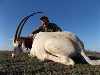 Oryx Hunts with professional hunting guide Dan Moody Hunting Services in Texas