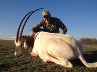 Oryx Hunts with professional hunting guide Dan Moody Hunting Services in Texas