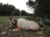 Oryx Hunts with professional hunting guide Dan Moody Hunting Services in Texas