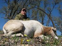 Oryx Hunts with professional hunting guide Dan Moody Hunting Services in Texas