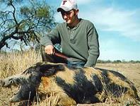 Trophy Boar Hunts with professional hunting guide Dan Moody Hunting Services in Texas