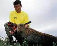 Trophy Boar Hunts with professional hunting guide Dan Moody Hunting Services in Texas