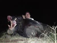 Trophy Boar Hunts with professional hunting guide Dan Moody Hunting Services in Texas