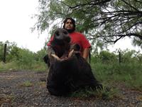 Trophy Boar Hunts with professional hunting guide Dan Moody Hunting Services in Texas