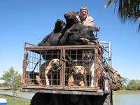 Trophy Boar Hunts with professional hunting guide Dan Moody Hunting Services in Texas