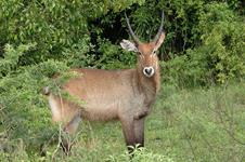 Waterbuck Hunts with professional hunting guide Dan Moody Hunting Services in Texas