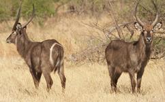 Waterbuck Hunts with professional hunting guide Dan Moody Hunting Services in Texas