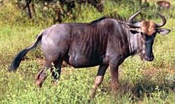 Wildebeest Hunts with professional hunting guide Dan Moody Hunting Services in Texas