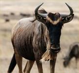 Wildebeest Hunts with professional hunting guide Dan Moody Hunting Services in Texas