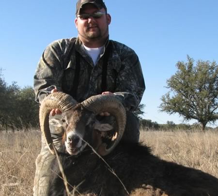 mouflon hunt in Texas
